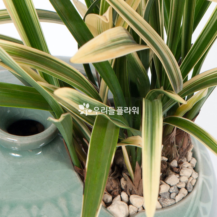 상세이미지