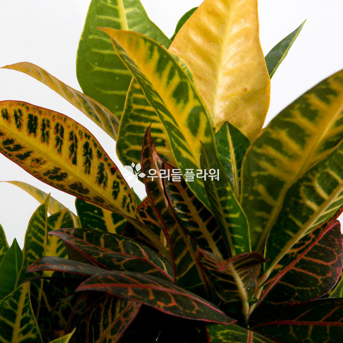 상세이미지