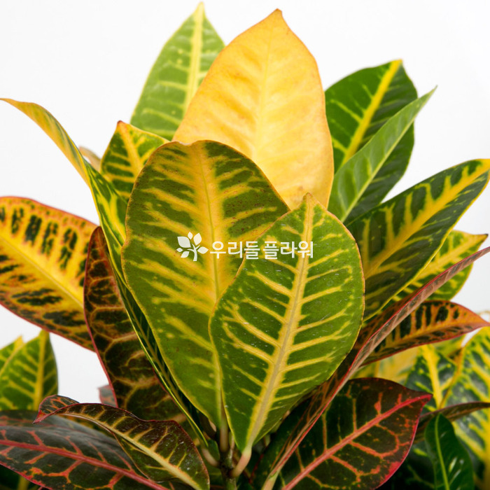 상세이미지