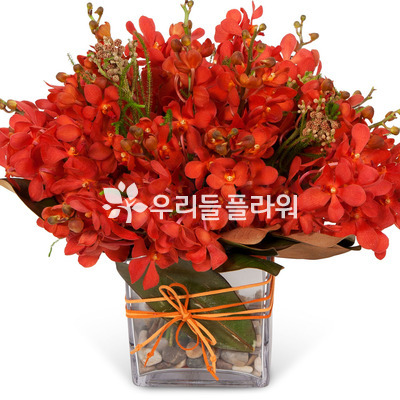 레드모카라화병