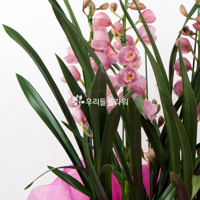 상세이미지