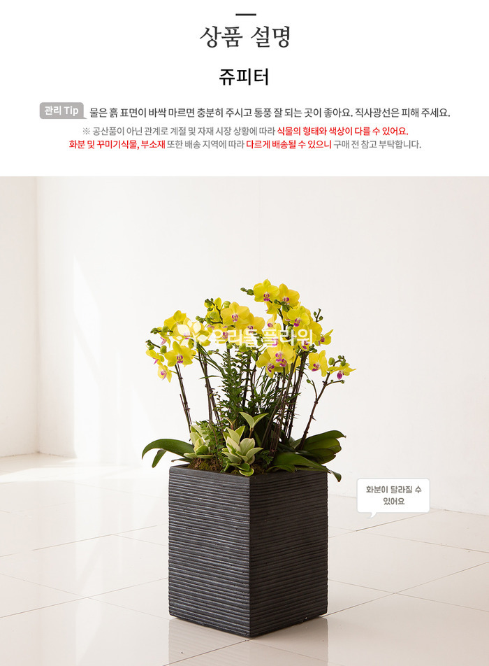 상세이미지