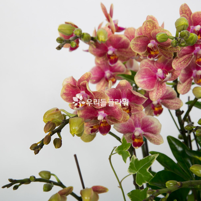 상세이미지