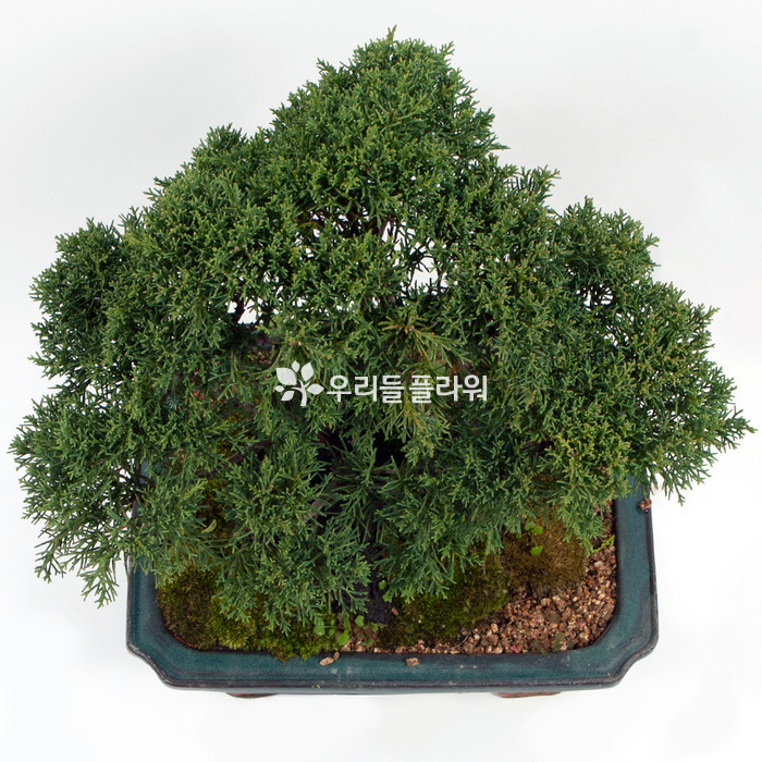 상세이미지