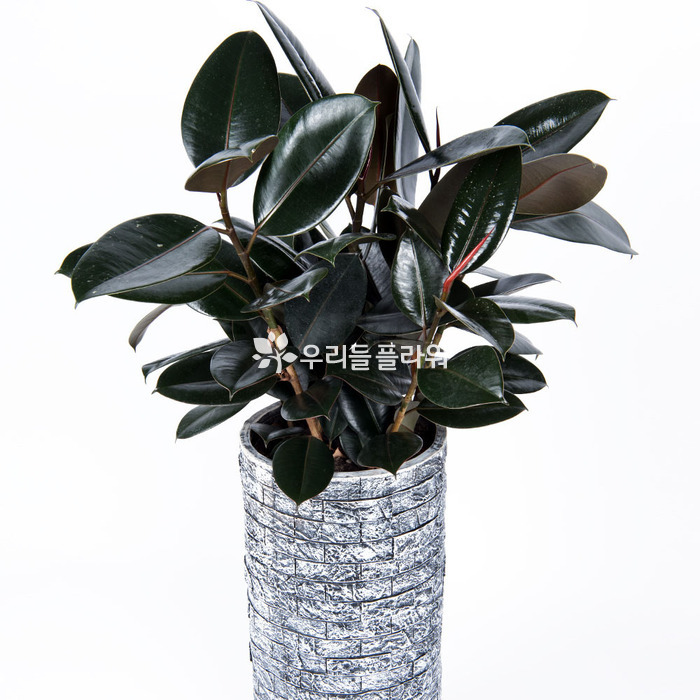 상세이미지
