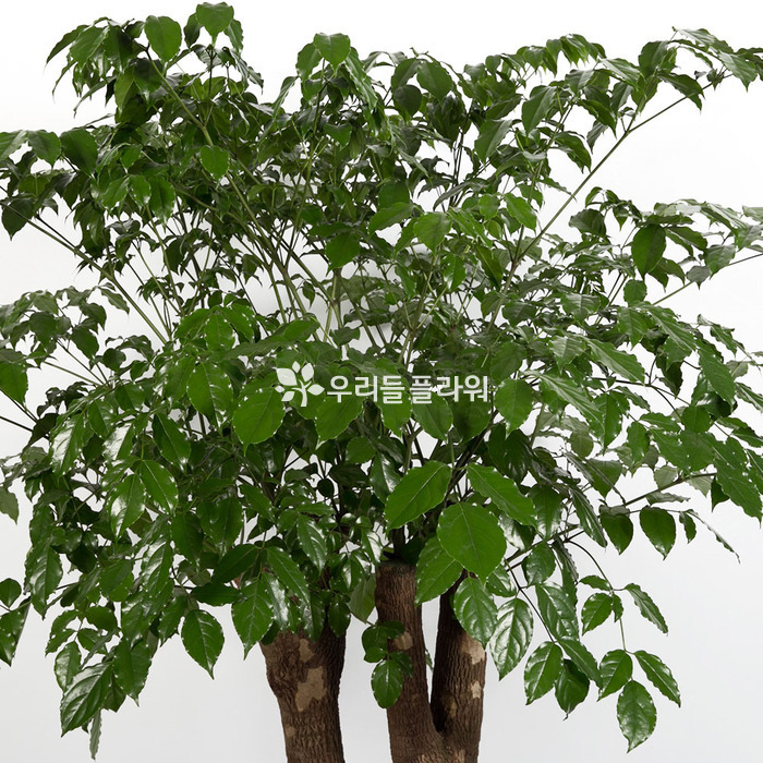 상세이미지
