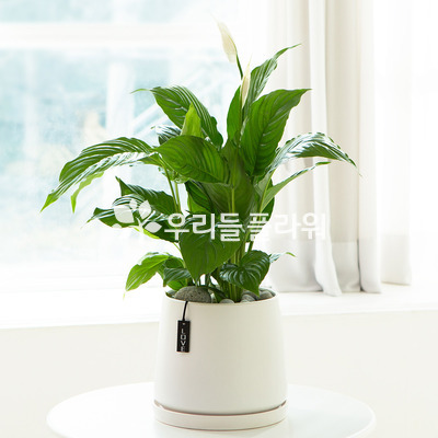스파트필름