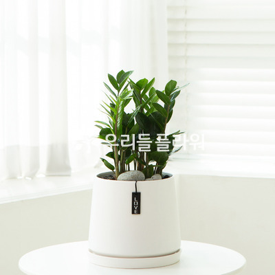 금전수(돈나무)3호