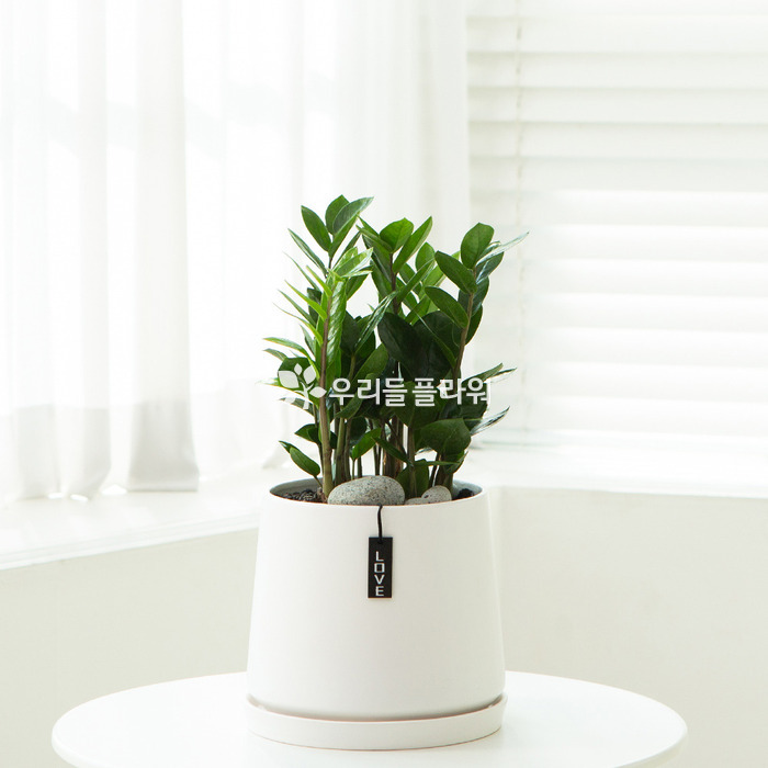 상세이미지