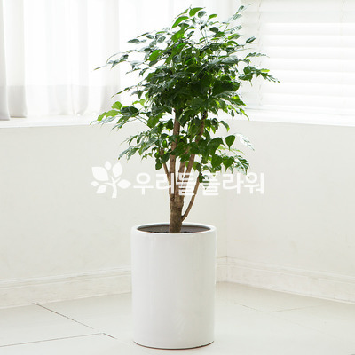녹보수60