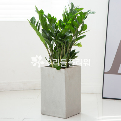 금전수