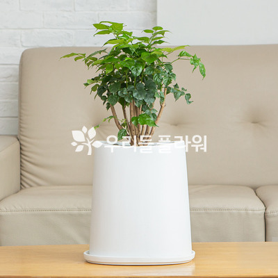 녹보수(테이블용)50