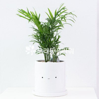 테이블야자